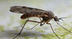 Primer plano de un mosquito en el suelo.