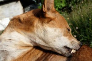 El perro doméstico se está limpiando mordiendo las pulgas