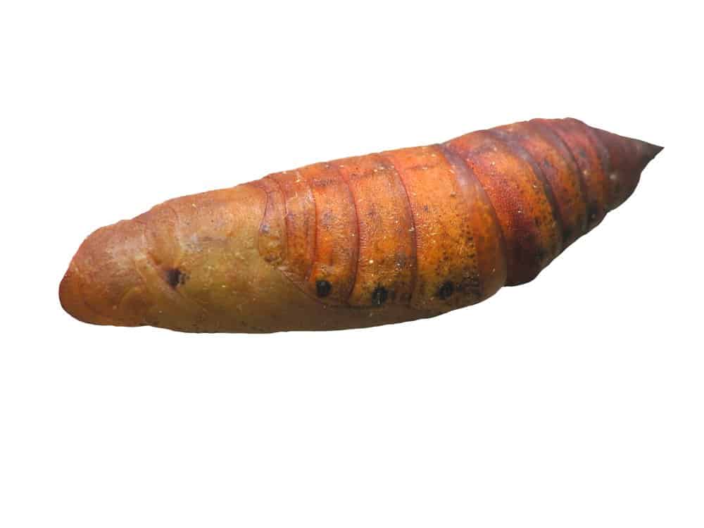 pupa de polilla