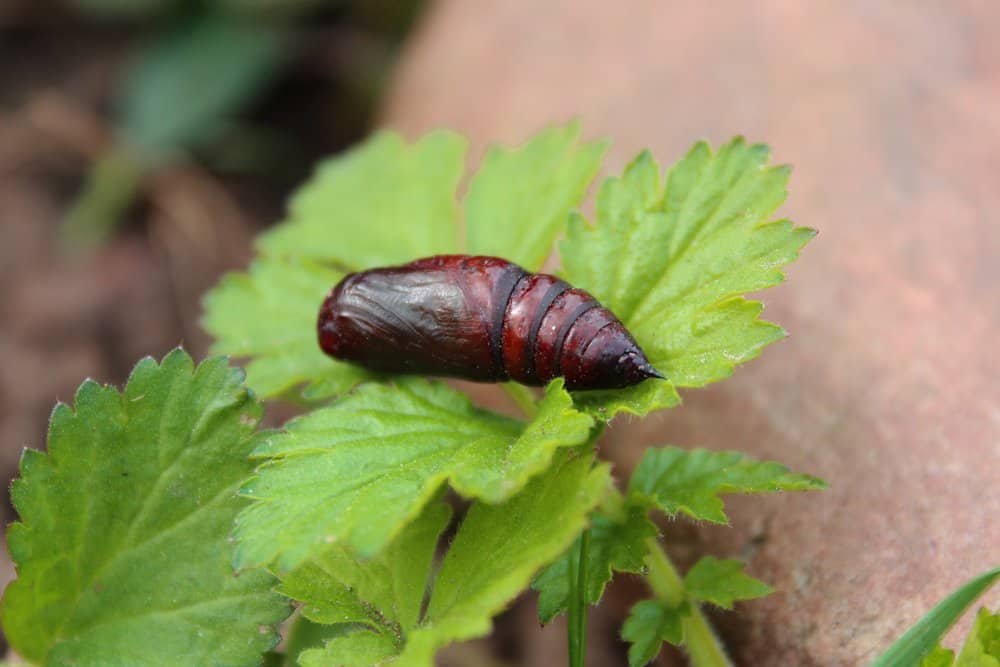 pupa de polilla