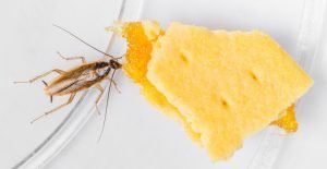 Alemán cucaracha comiendo piña llena de galleta