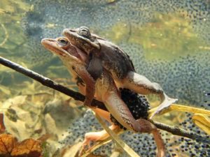 Las ranas de madera se aparean en una rama.