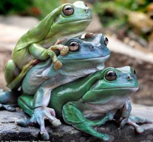 Tres ranas en la roca