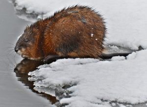 La rata almizclera cerca del agua congelada