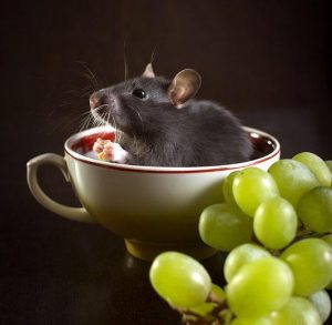Una rata está sentada dentro de una taza