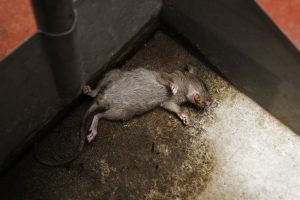 4 Opciones Ayuda a Deshacerse del Olor a Rata Muerta