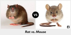 Las Diferencias entre Ratas y Ratones