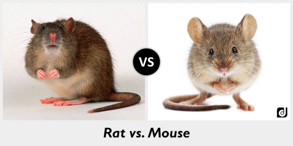 Las Diferencias entre Ratas y Ratones