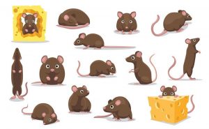 Lindo dibujos animados ratas con queso en el fondo blanco