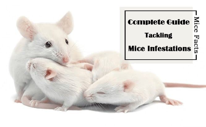 Datos sobre Ratones: Su Guía Completa para las Infestaciones de Ratones y Ratones