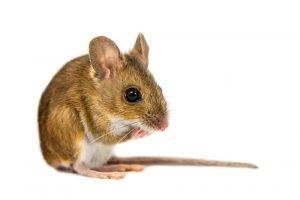 Primer plano de un ratón