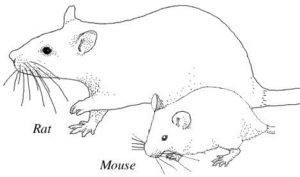 Dibujo de ratas