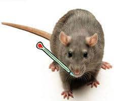 Primer plano de un ratón con un termómetro en la boca