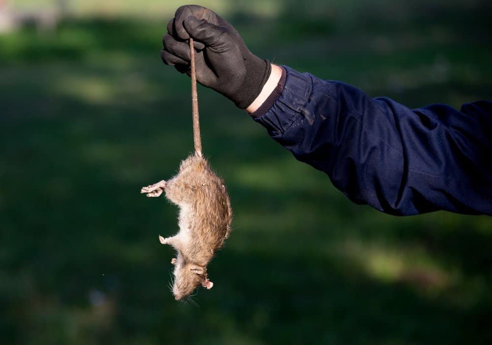 Un hombre está sosteniendo una rata muerta en la mano