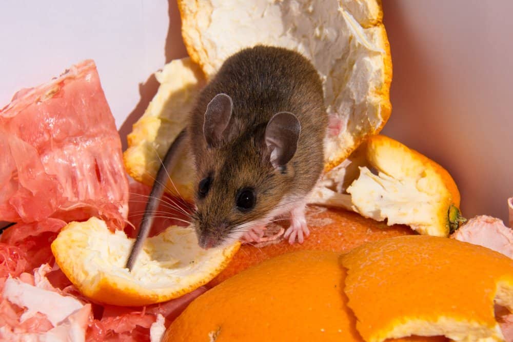 Una rata está de pie dentro de las naranjas