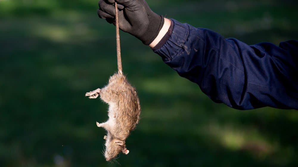 Un ratón muerto en la mano de un hombre