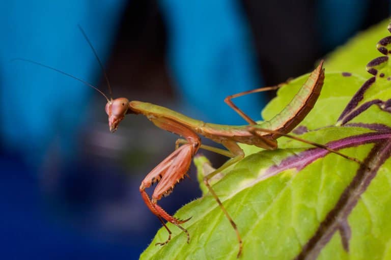 Mantis de oración en la naturaleza