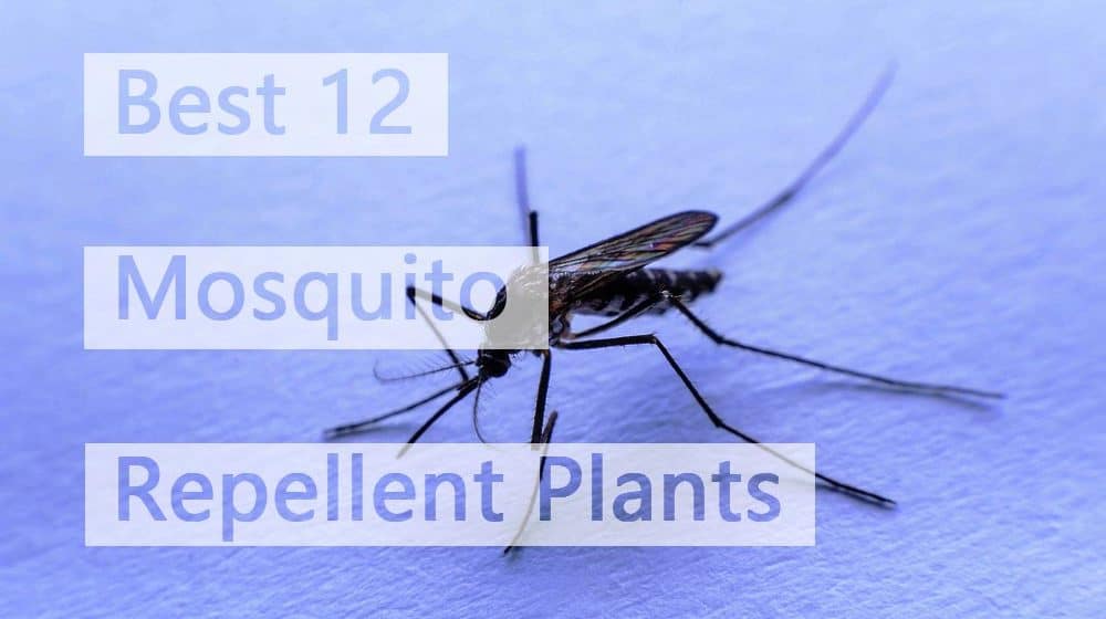 Plantas Repelentes a Mosquitos