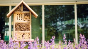 repeler las plantas de abejas