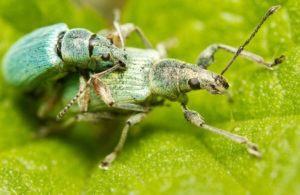 Un par de escarabajos verdes se están apareando en la hoja verde. 
