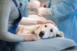 retriever en clínica veterinaria