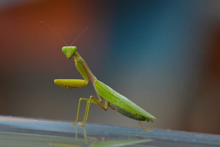 rezar mantis en la naturaleza