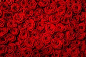 Fondo de rosas rojas naturales.