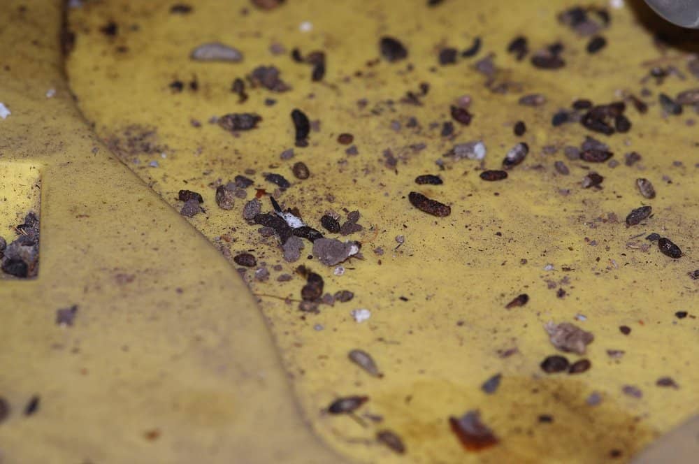 Un montón de gotas de rata en el suelo