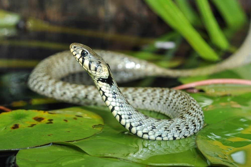 Primer plano de una serpiente tumbada sobre las hojas