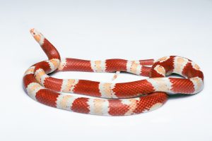 Serpiente de maíz con rayas rojas y blancas