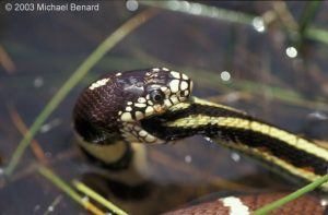 Una serpiente de la liga está comiendo algo en el agua