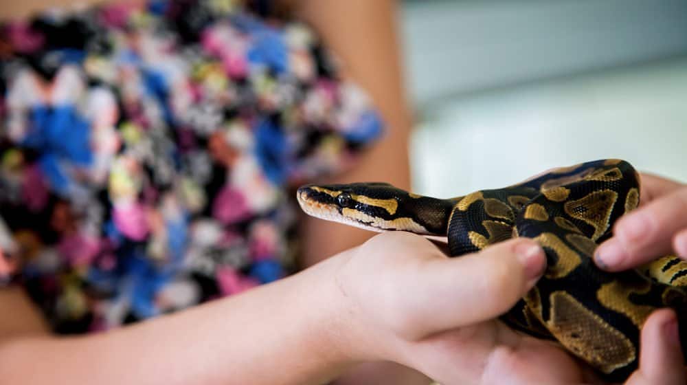 Una pequeña serpiente tumbada en la mano de un hombre