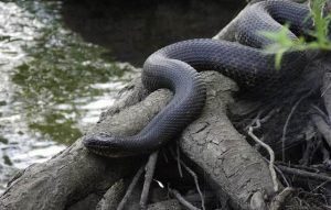 Una serpiente de liga cerca de la fuente de agua