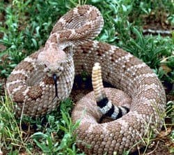 Una serpiente de cascabel está a punto de atacar