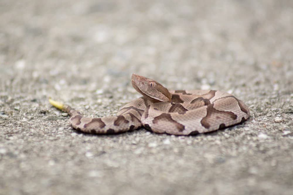 Una serpiente de cascabel tumbada en el suelo