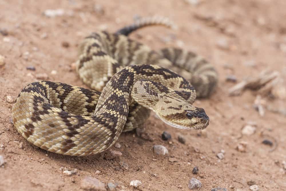 Una serpiente de cascabel está a punto de atacar