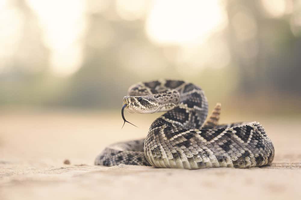 Una serpiente de cascabel está mostrando su lengua