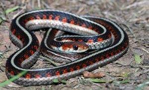 Serpiente de liga colorado