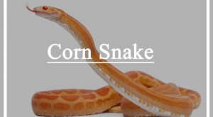 Primer plano de una serpiente de maíz en el fondo blanco