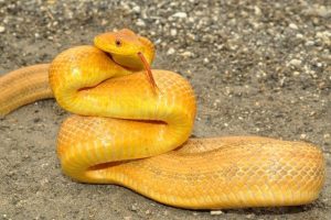 6 Datos Básicos de la Serpiente de la Rata, 5 Especies Comunes y 5 Hechos más que no Sabías