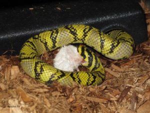 Una serpiente está comiendo una rata