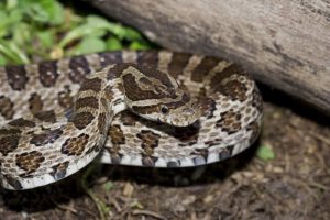 Serpiente de cascabel negra en la hierba