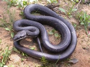 Serpiente de rata de Baja California