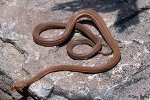 Primer plano de una serpiente de rata