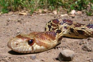 Impactantes Hechos de Serpiente Gopher Nunca Sabías