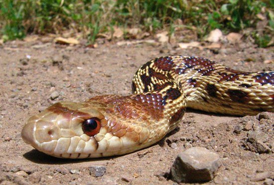 Impactantes Hechos de Serpiente Gopher Nunca Sabías