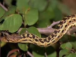 Gopher serpiente escalar en árbol