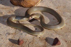 Serpiente marrón oriental en el suelo