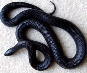 Serpiente negra rey tumbada en el suelo