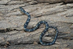 Serpiente del Rey del Este escalando en madera